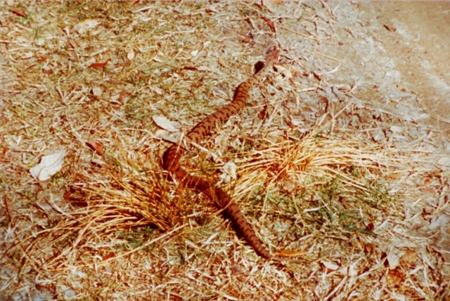 Vipera aspis bosco Mesola